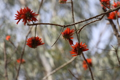 Erythrina stricta